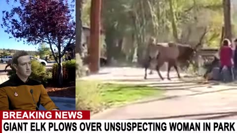 GIANT ELK ATTACKS UNSUSPECTING WOMAN IN PARK