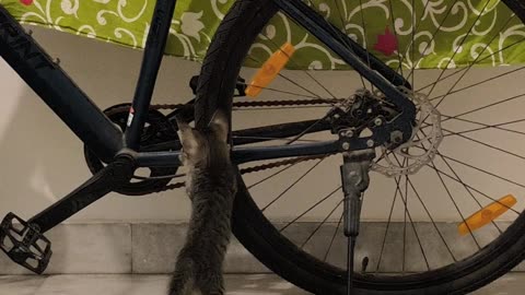 25th July Kitten Vlog > Patch eyeing his 1st bike