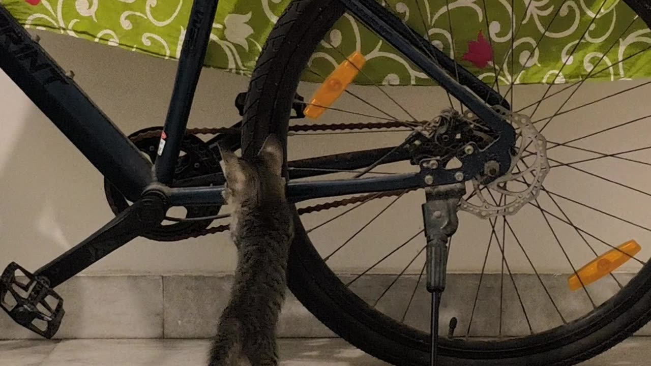 25th July Kitten Vlog > Patch eyeing his 1st bike