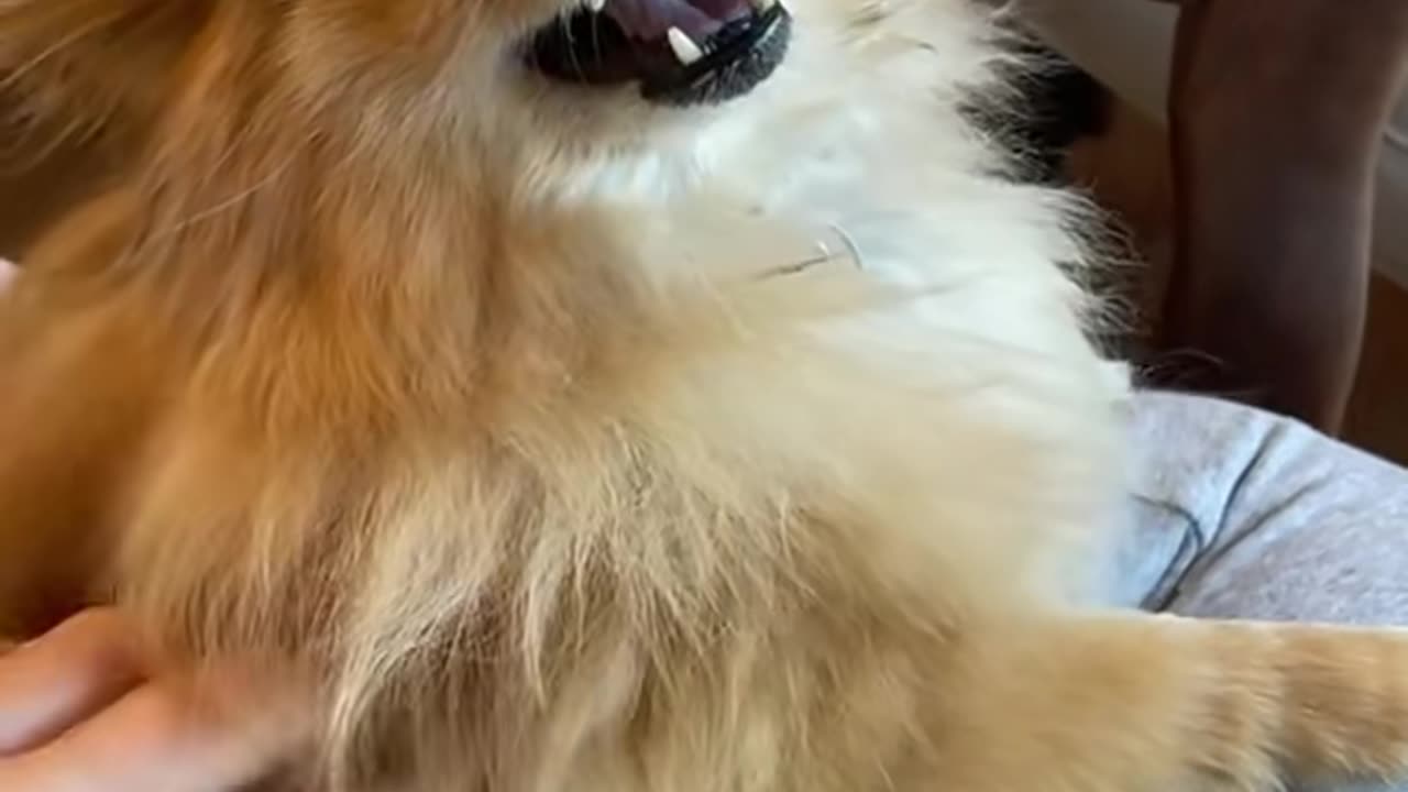 The dog looks fierce but is cute