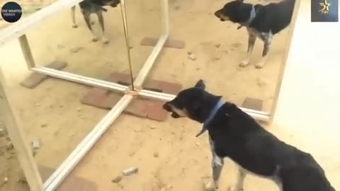 Crocodile funny videos