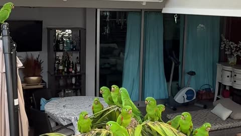 Man Gives Parakeets Water on His Patio