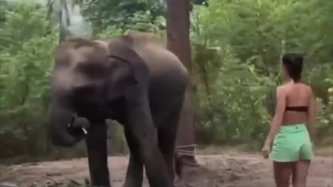 Turista ignora advertencia y un elefante le da una lección inolvidable