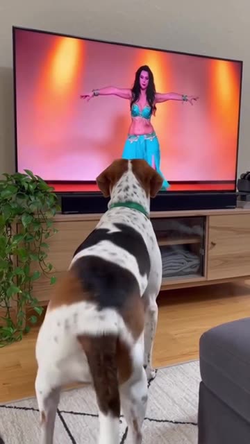 He’s a natural #bellydancer #foxhound