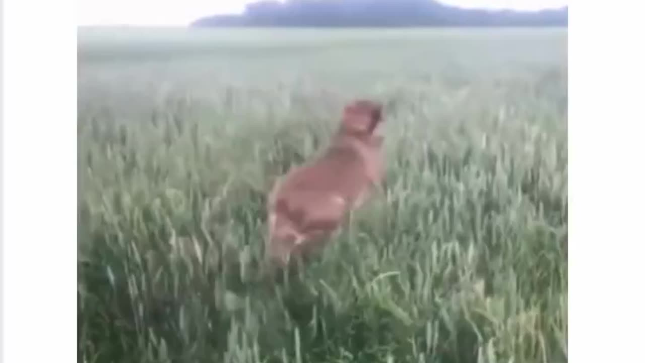 Happy Pups