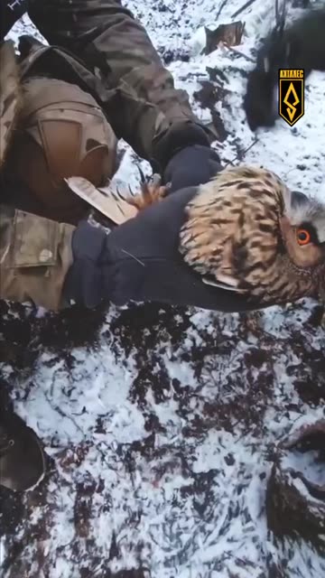 Ukrainian Soldiers Rescue Owl Stuck in Anti-Drone Netting