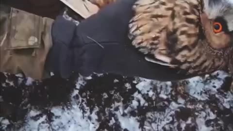 Ukrainian Soldiers Rescue Owl Stuck in Anti-Drone Netting