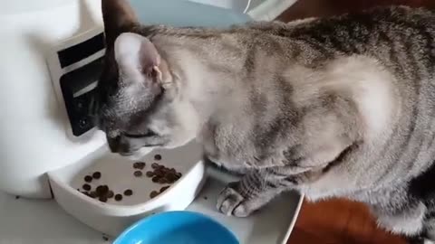 Cat Eats Like a Boss: Gourmet Kitty Yes Please 🐾🍽️