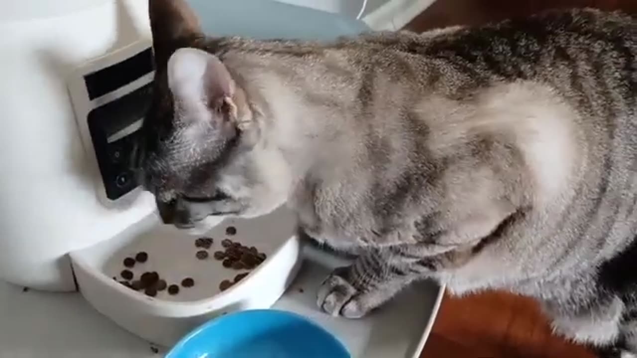 Cat Eats Like a Boss: Gourmet Kitty Yes Please 🐾🍽️