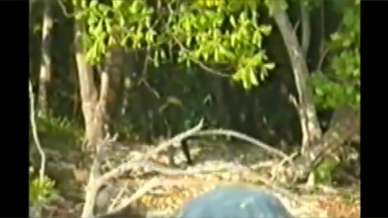 The Island You're NOT Allowed To Visit... For A Deadly Reason