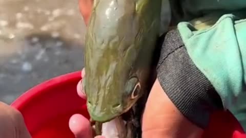 This fish is amazing