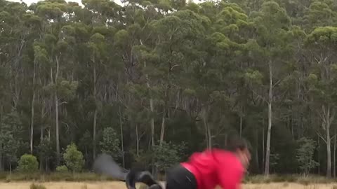 If animals did Parkour 😂 Part 4