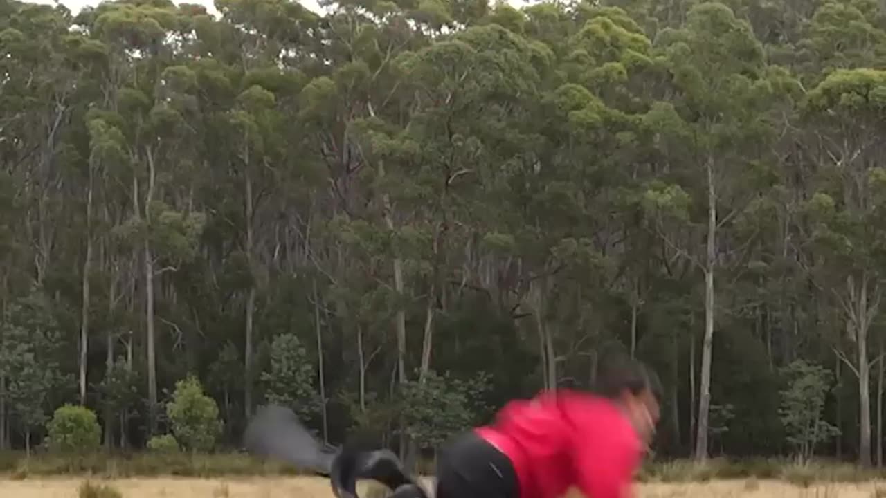 If animals did Parkour 😂 Part 4