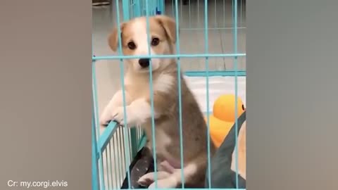 FUNNY ANIMALS part2