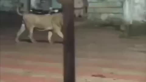 Animal video