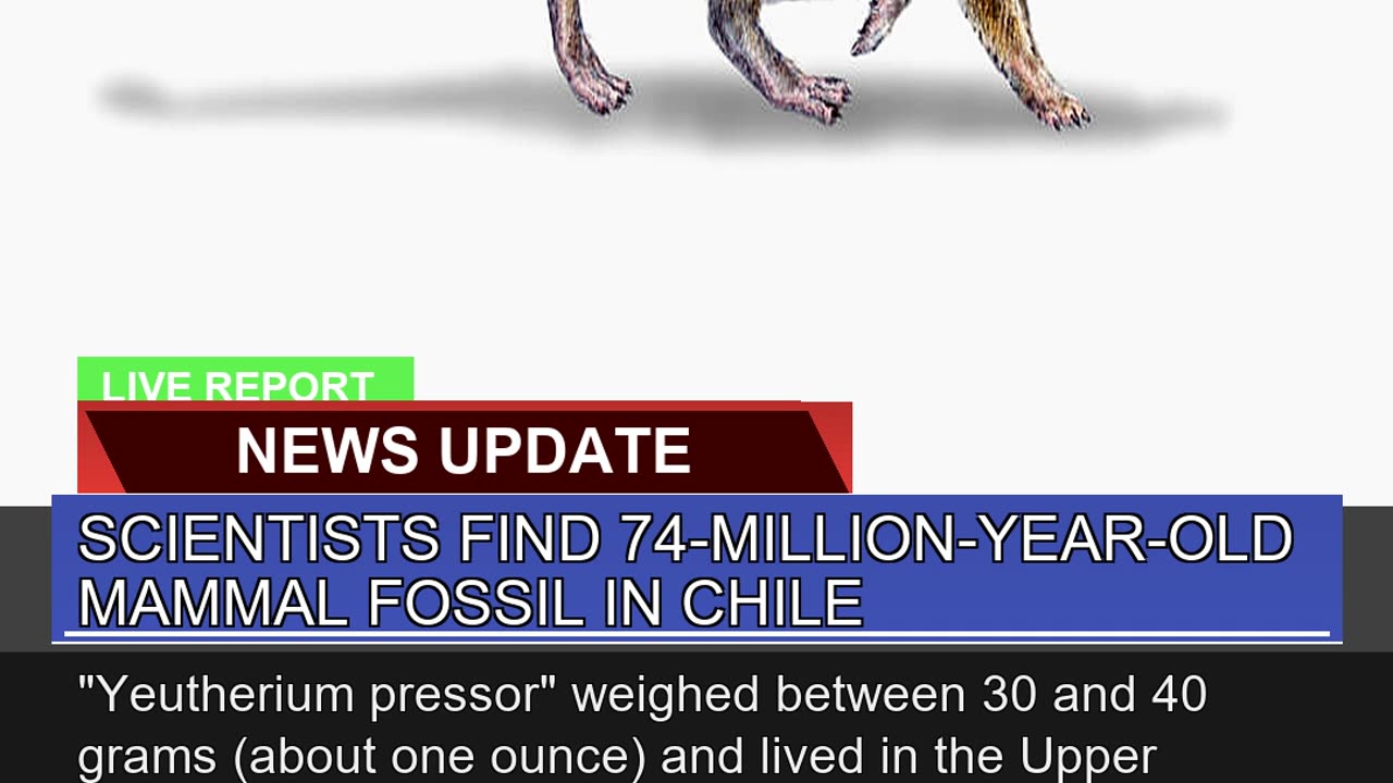 Scientists Find 74millionyearold Mammal Fossil