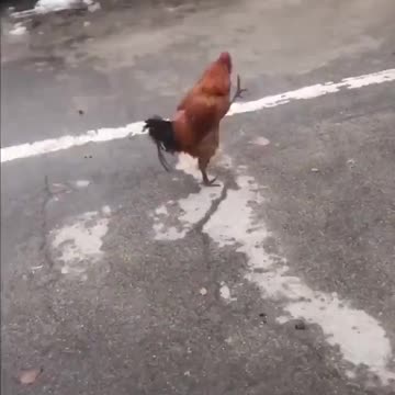 The Ministry of Silly Walks.. 😂