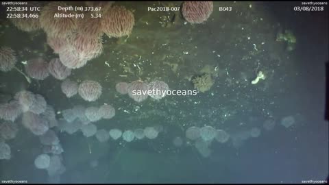 Scientist Reacts To Marine Snow During Expedition