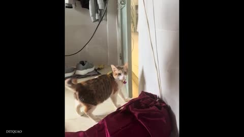 Funniest Animals video