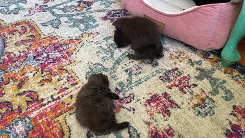 Three Rambunctious Kittens Play On Carpet