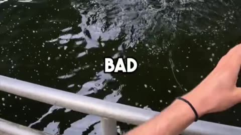 catching a live bait !!