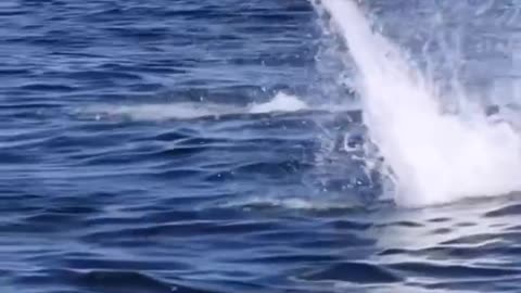 Flying dolphins