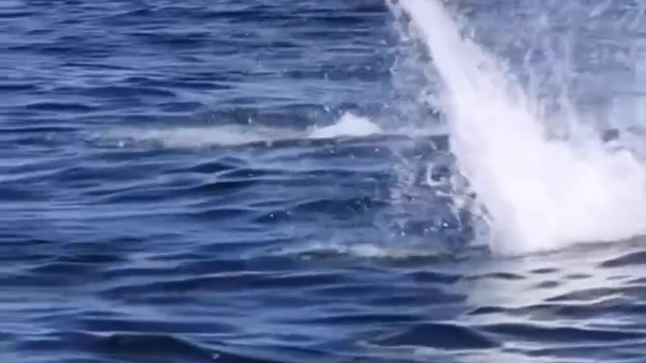 Flying dolphins