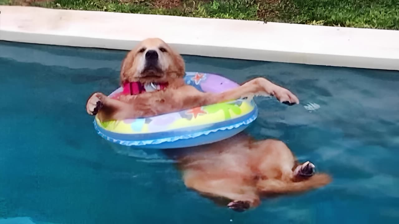 😊 Funny Dogs Love Swimming