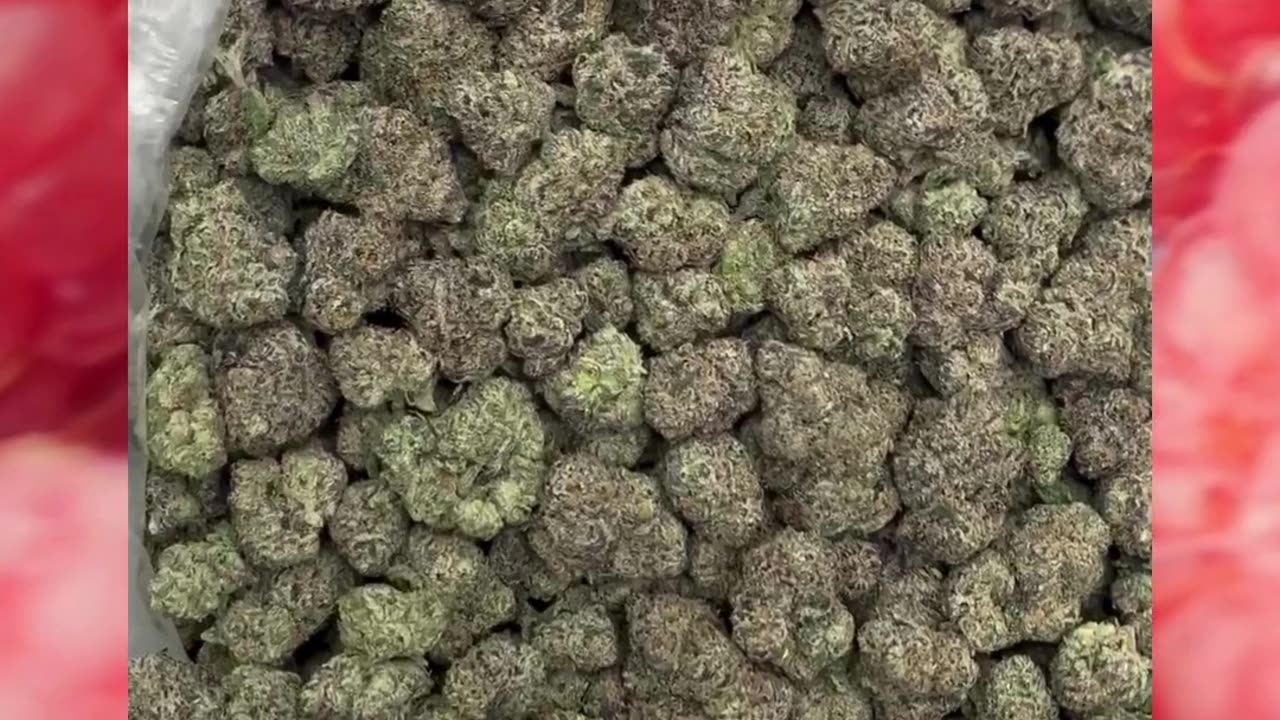 Crunch Berries THCa Flower | Hybrid | Blueberry-Pine OG Funk | Talkative Relaxed Vibes | Bulk #thca