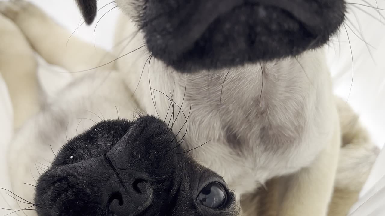 Carrying Two Pugs in a Bag