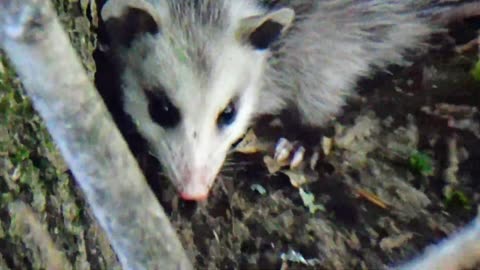 Opossum