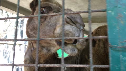 Dromedary Camel Feeding @ Puerto Vallarta Zoo (Jalisco, Mexico) 11