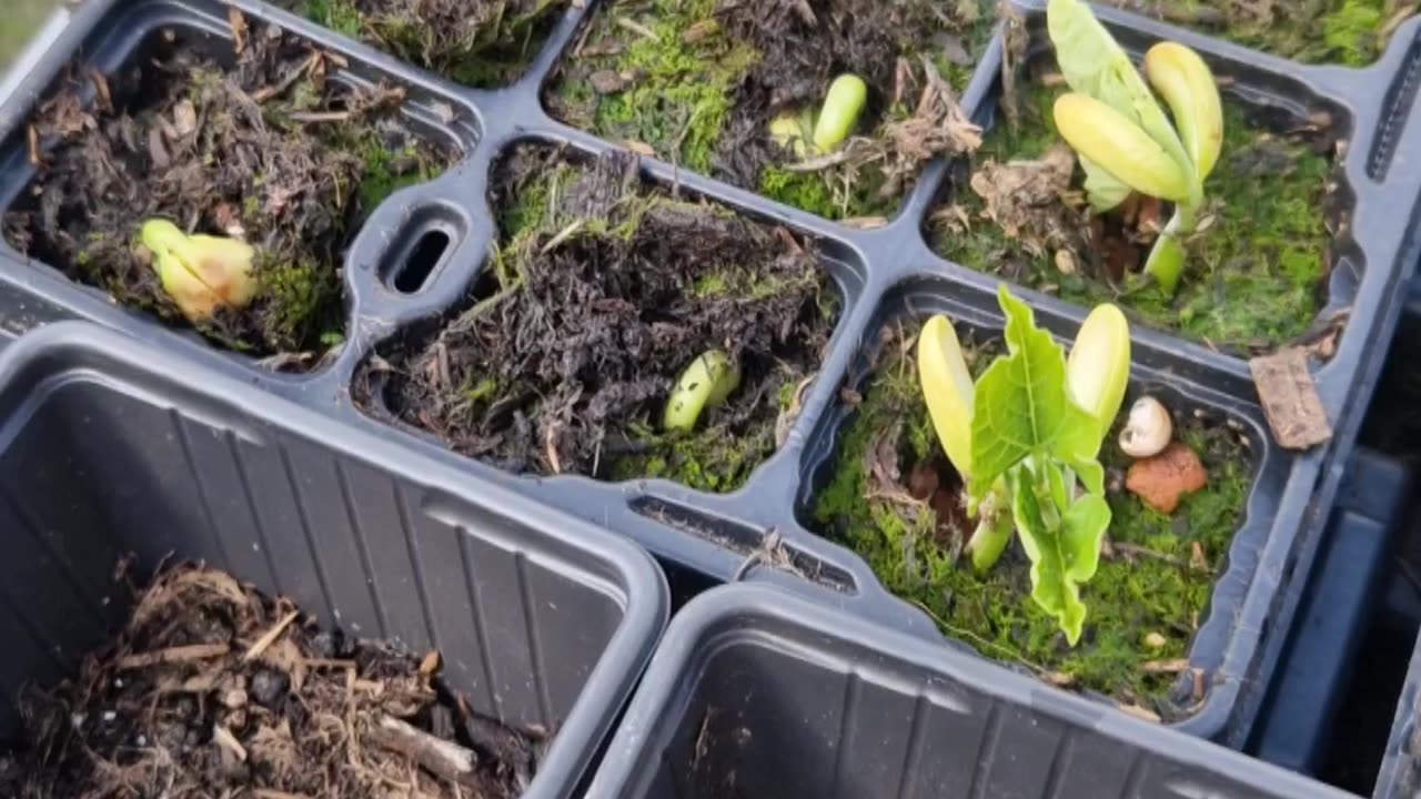 They are finally starting to come up!