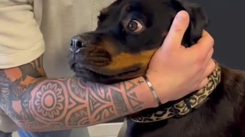 chiropractor animal cracking