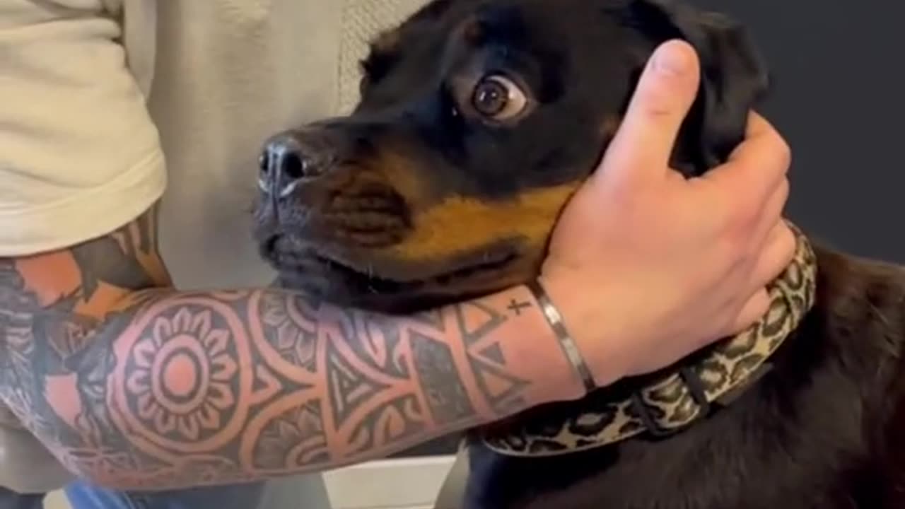 chiropractor animal cracking