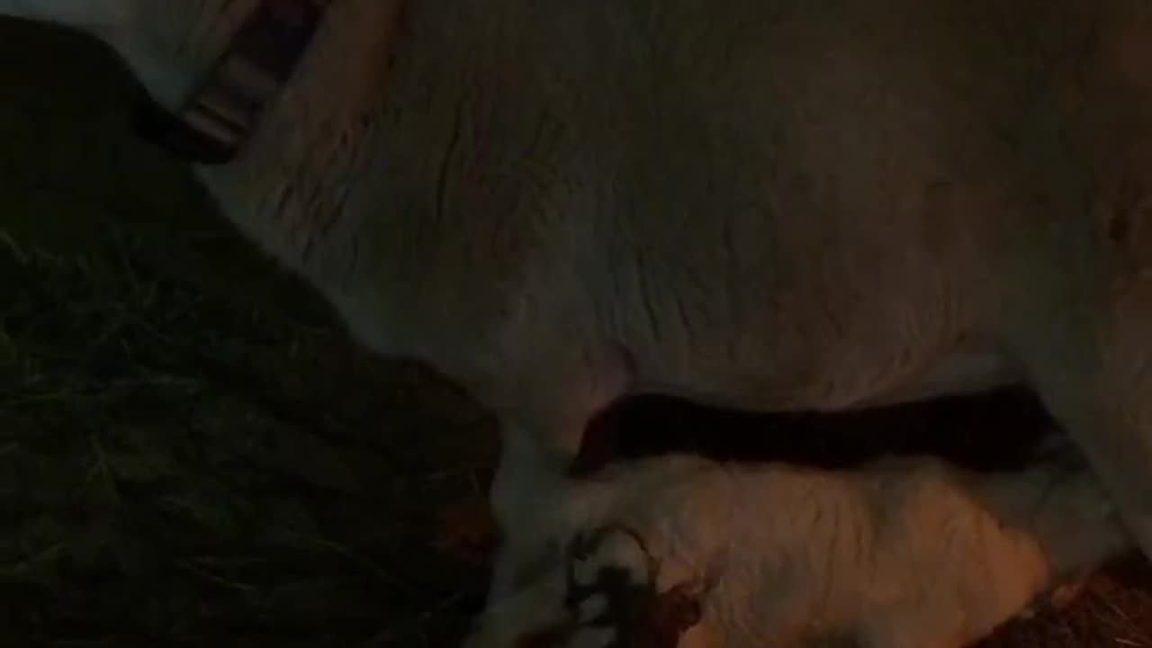 New Baby Lamb Was Born