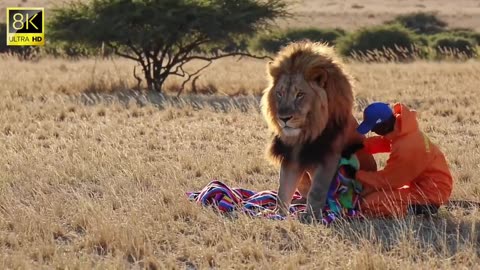 Millions of Bees Swarm a Lion – Shocking Jungle Encounter Caught on Camera!