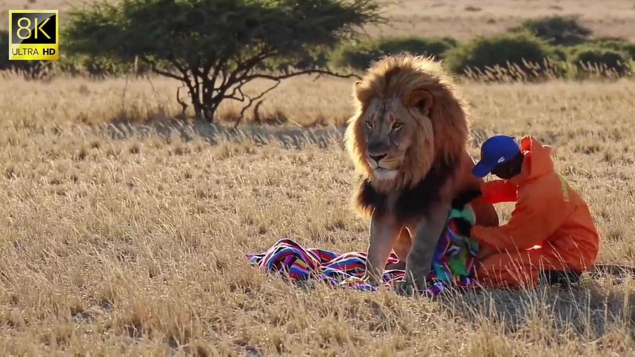Millions of Bees Swarm a Lion – Shocking Jungle Encounter Caught on Camera!