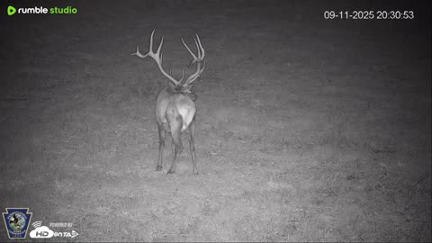 Pennsylvania Elk Live Webcam