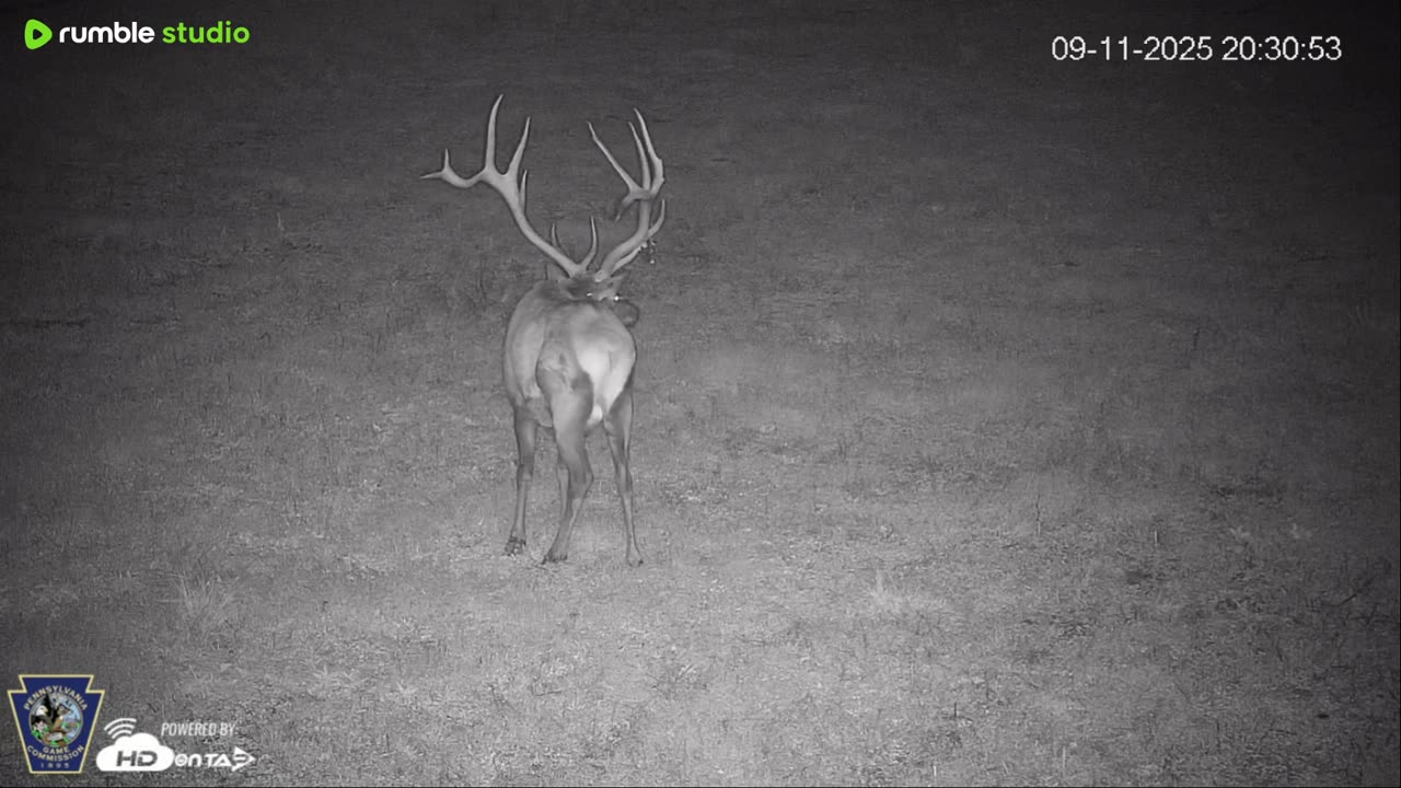 Pennsylvania Elk Live Webcam