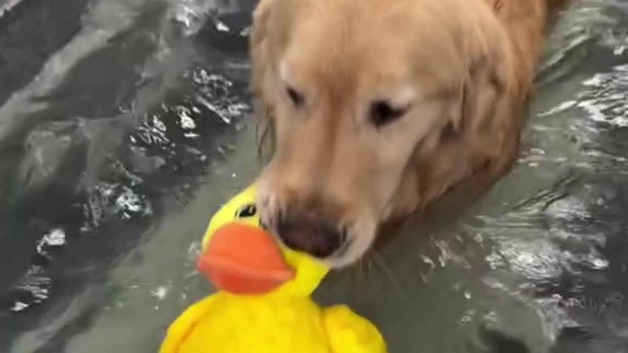 Labrador Puppy’s Best Pool Buddy 🐶🦆