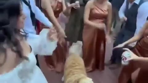 😂👍 He's Just Happy to Be Involved | FunFM
