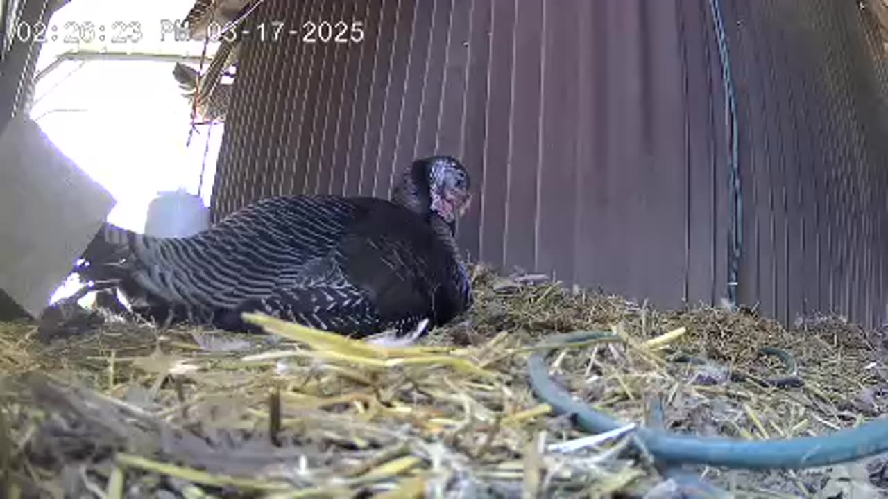 Turkey Nap
