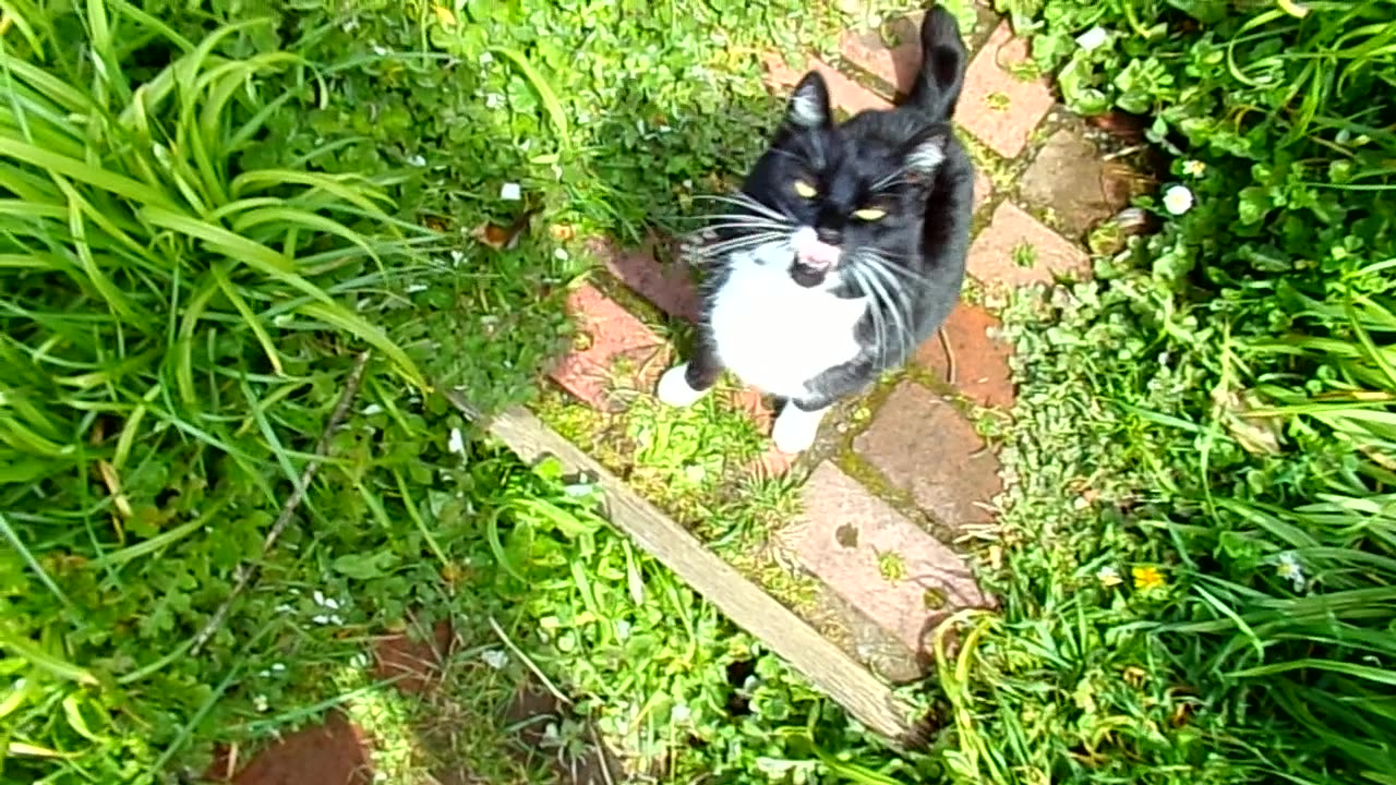 The Porch Kitty 4/9/25: