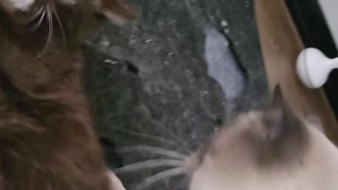 Funny Cats Videos Try Not To Laugh #2 #shorts