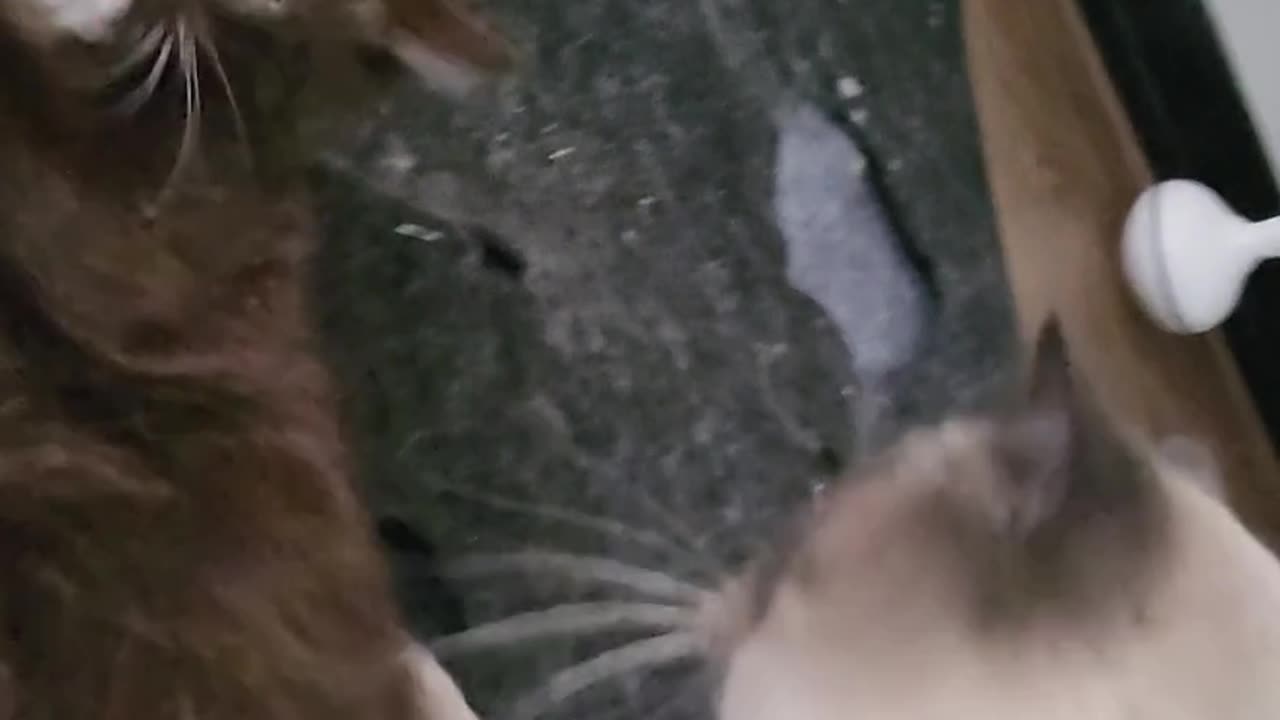 Funny Cats Videos Try Not To Laugh #2 #shorts