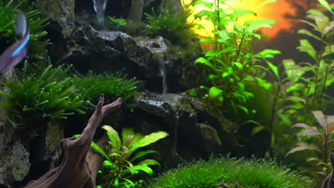 Mesmerizing Aquascape Design | Nature in a Tank