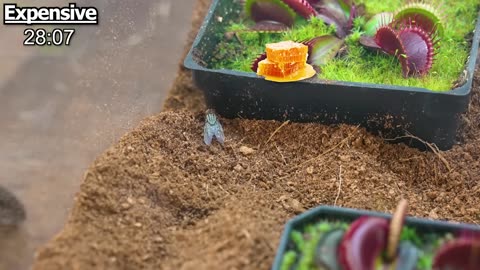 Black Widow vs. Venus Fly Trap