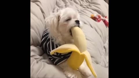 Funny Animal best of latest funny animal Videos