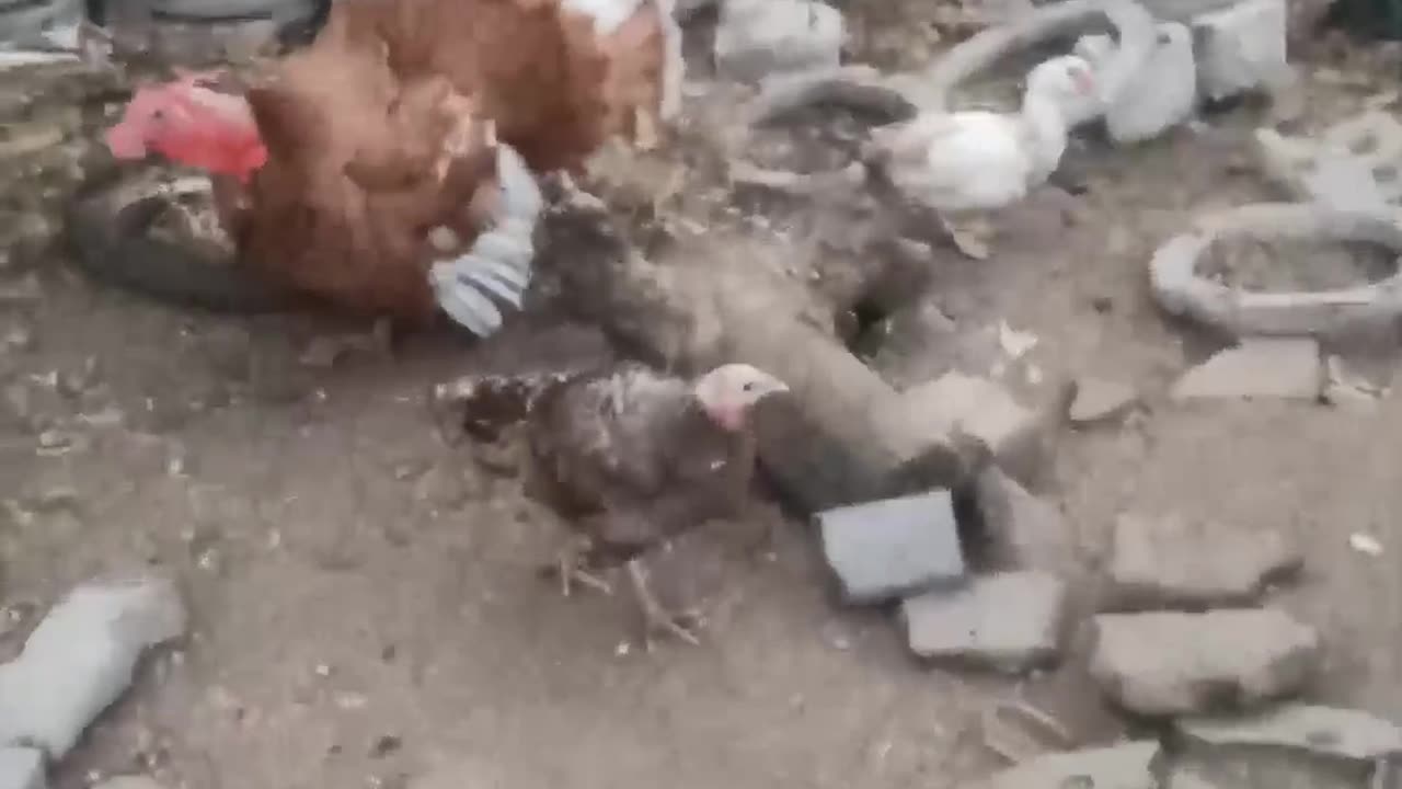 😂🎶 Call of The Turk's Epic Beat! | FunFM